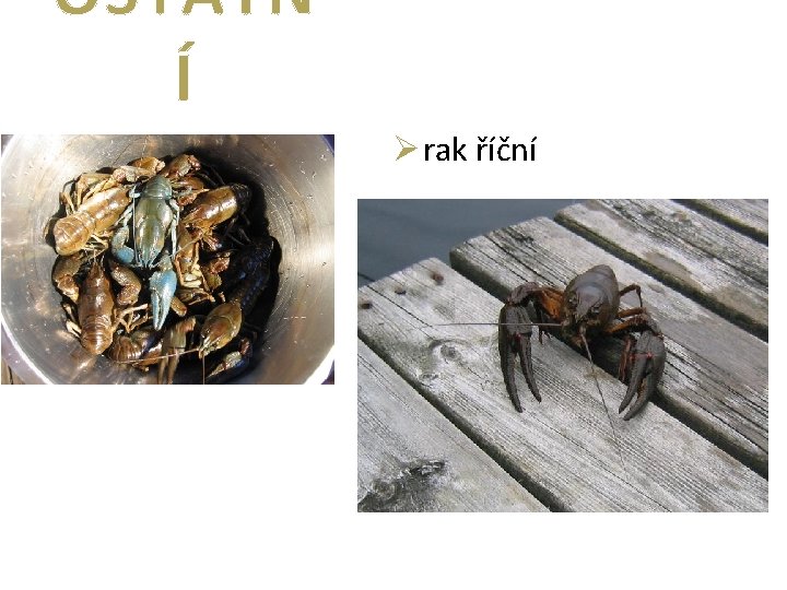 OSTATN Í Ø rak říční 