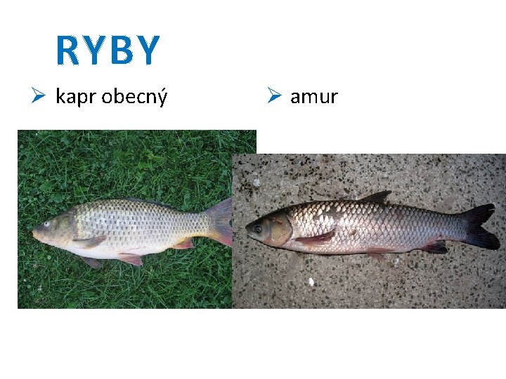 RYBY Ø kapr obecný Ø amur 