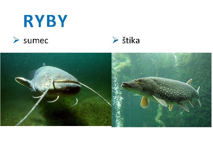 RYBY Ø sumec Ø štika 