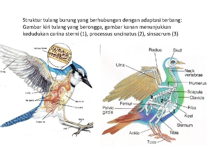 Struktur tulang burung yang berhubungan dengan adaptasi terbang: Gambar kiri tulang yang berongga, gambar