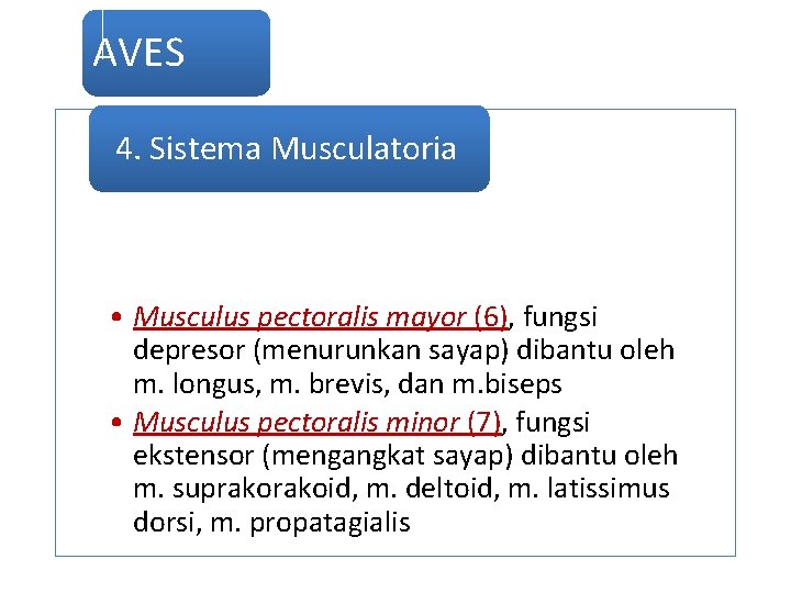AVES 4. Sistema Musculatoria • Musculus pectoralis mayor (6), fungsi depresor (menurunkan sayap) dibantu
