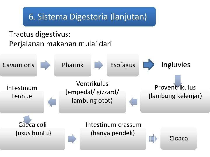 6. Sistema Digestoria (lanjutan) Tractus digestivus: Perjalanan makanan mulai dari Cavum oris Intestinum tennue