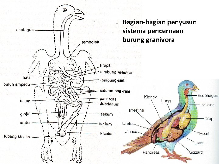 Bagian-bagian penyusun sistema pencernaan burung granivora otot nkreas 