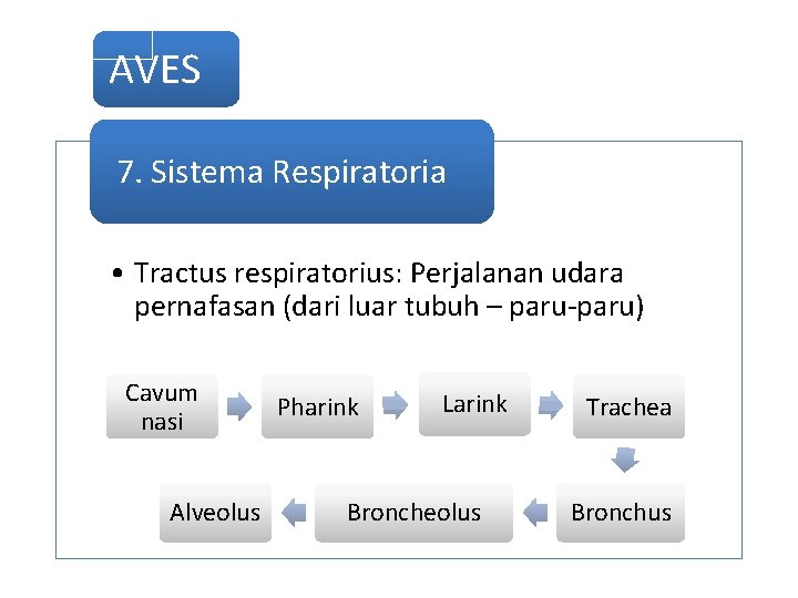 AVES 7. Sistema Respiratoria • Tractus respiratorius: Perjalanan udara pernafasan (dari luar tubuh –