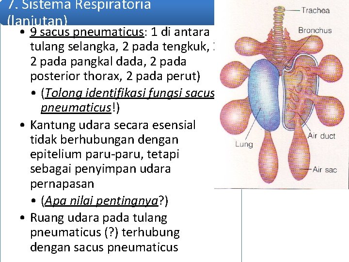 7. Sistema Respiratoria (lanjutan) • 9 sacus pneumaticus: 1 di antara tulang selangka, 2