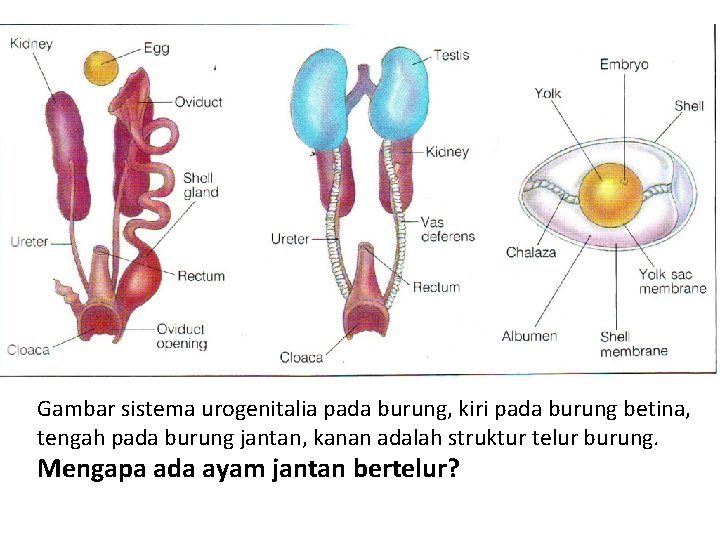 Gambar sistema urogenitalia pada burung, kiri pada burung betina, tengah pada burung jantan, kanan
