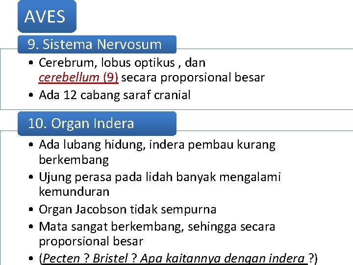 AVES 9. Sistema Nervosum • Cerebrum, lobus optikus , dan cerebellum (9) secara proporsional