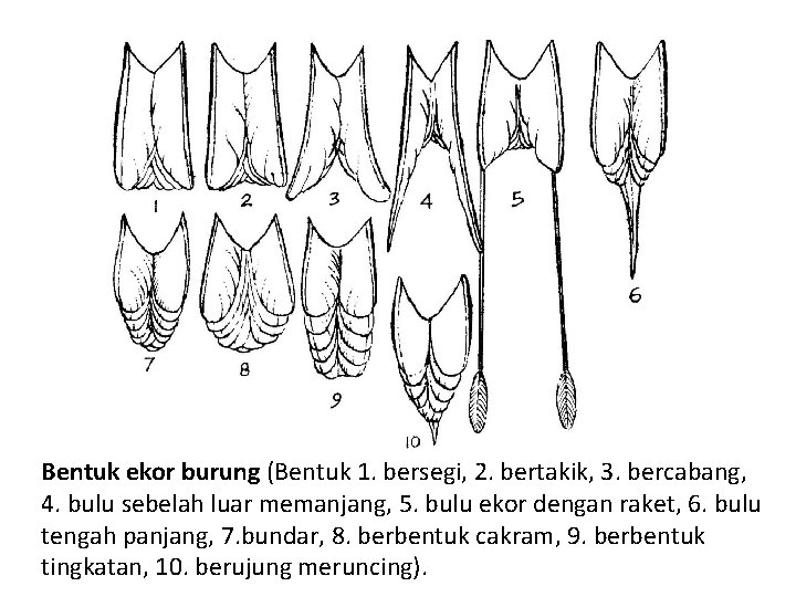 Bentuk ekor burung (Bentuk 1. bersegi, 2. bertakik, 3. bercabang, 4. bulu sebelah luar