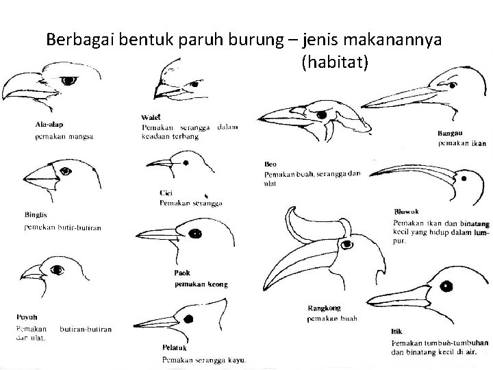 Berbagai bentuk paruh burung – jenis makanannya (habitat) 