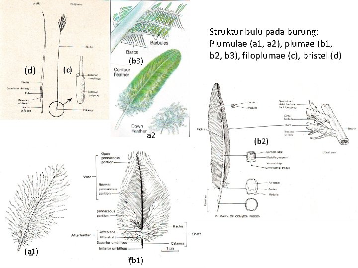 (d) (c) Struktur bulu pada burung: Plumulae (a 1, a 2), plumae (b 1,