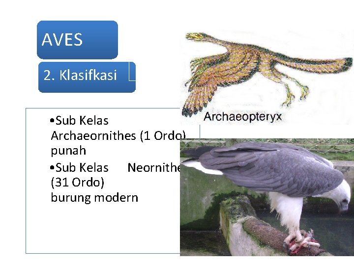 AVES 2. Klasifkasi • Sub Kelas Archaeornithes (1 Ordo) punah • Sub 2 Kelas