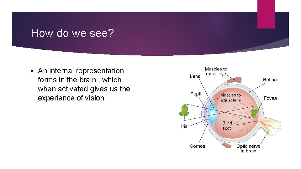 How do we see? • An internal representation forms in the brain , which