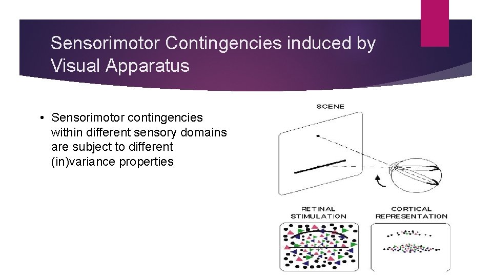 Sensorimotor Contingencies induced by Visual Apparatus • Sensorimotor contingencies within different sensory domains are