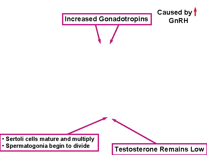 Increased Gonadotropins • Sertoli cells mature and multiply • Spermatogonia begin to divide Caused