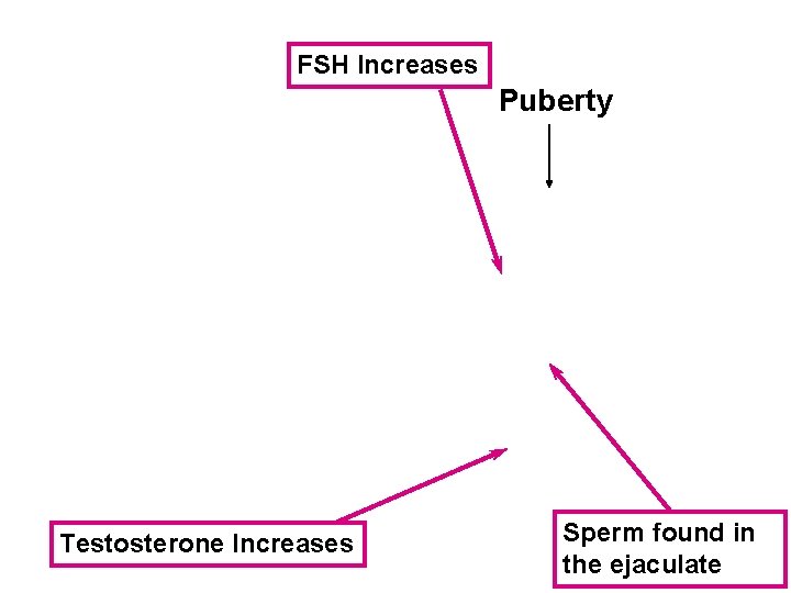 FSH Increases Puberty Testosterone Increases Sperm found in the ejaculate 