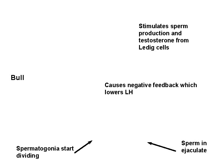 Stimulates sperm production and testosterone from Ledig cells Bull Causes negative feedback which lowers