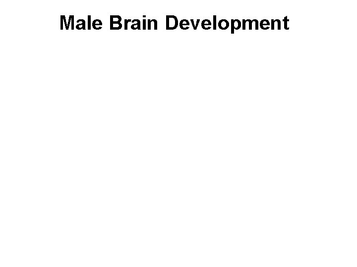 Male Brain Development 