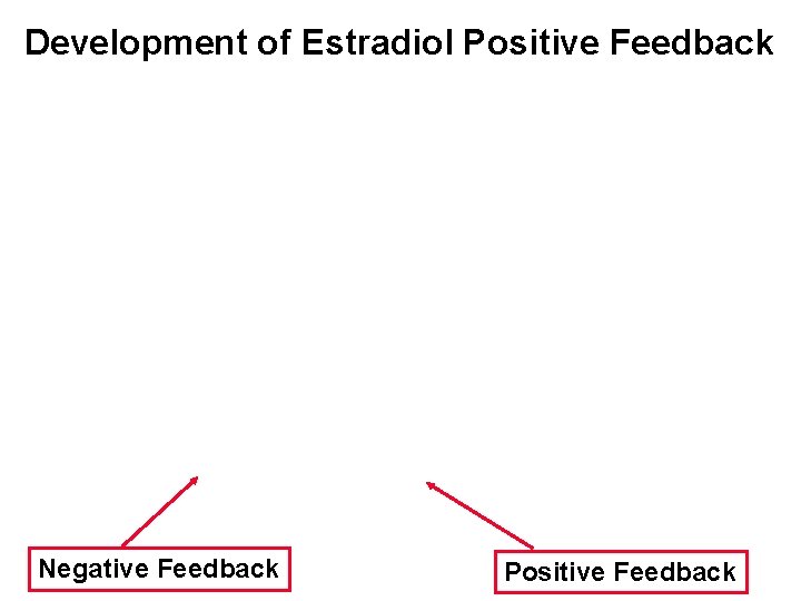 Development of Estradiol Positive Feedback Negative Feedback Positive Feedback 