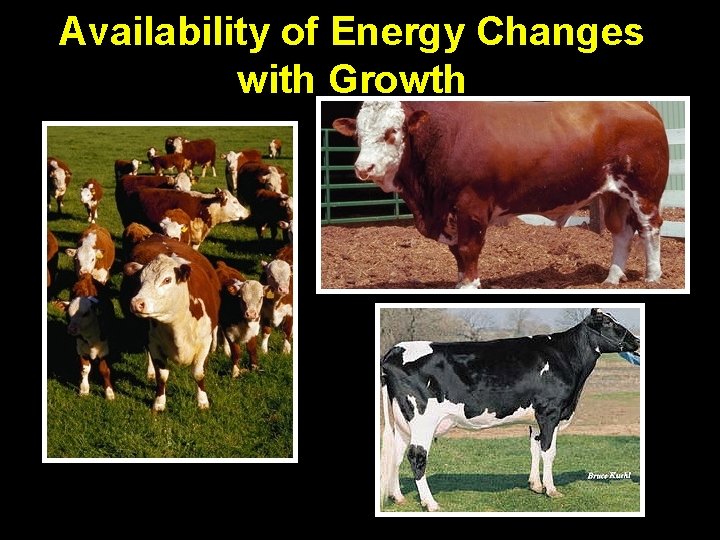 Availability of Energy Changes with Growth 