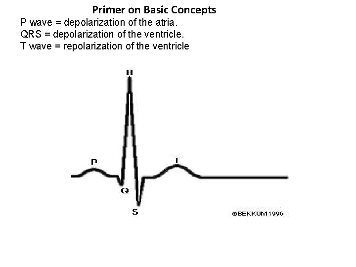 Primer on Basic Concepts P wave = depolarization of the atria. QRS = depolarization