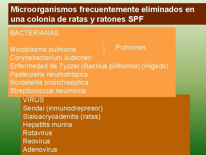 Microorganismos frecuentemente eliminados en una colonia de ratas y ratones SPF BACTERIANAS Pulmones Micoplasma