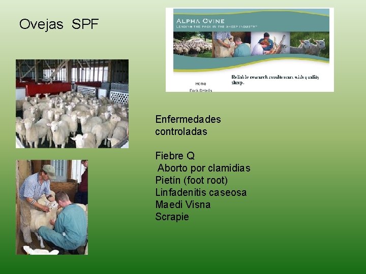 Ovejas SPF Enfermedades controladas Fiebre Q Aborto por clamidias Pietín (foot root) Linfadenitis caseosa