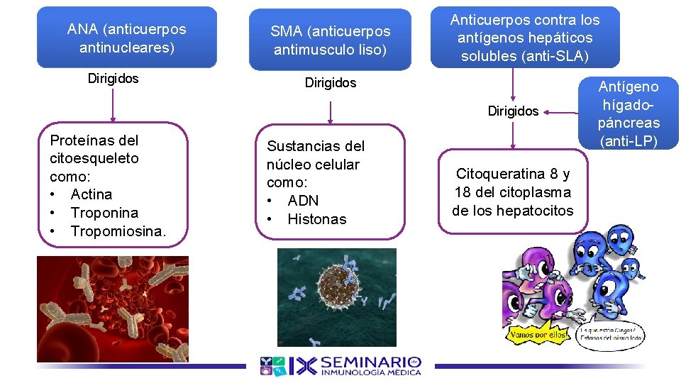 ANA (anticuerpos antinucleares) Dirigidos SMA (anticuerpos antimusculo liso) Anticuerpos contra los antígenos hepáticos solubles