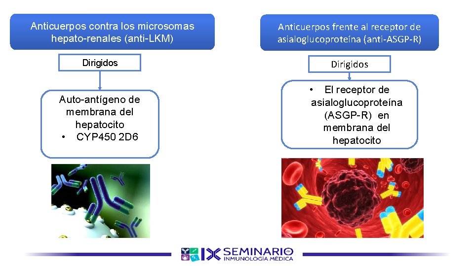 Anticuerpos contra los microsomas hepato-renales (anti-LKM) Dirigidos Auto-antígeno de membrana del hepatocito • CYP