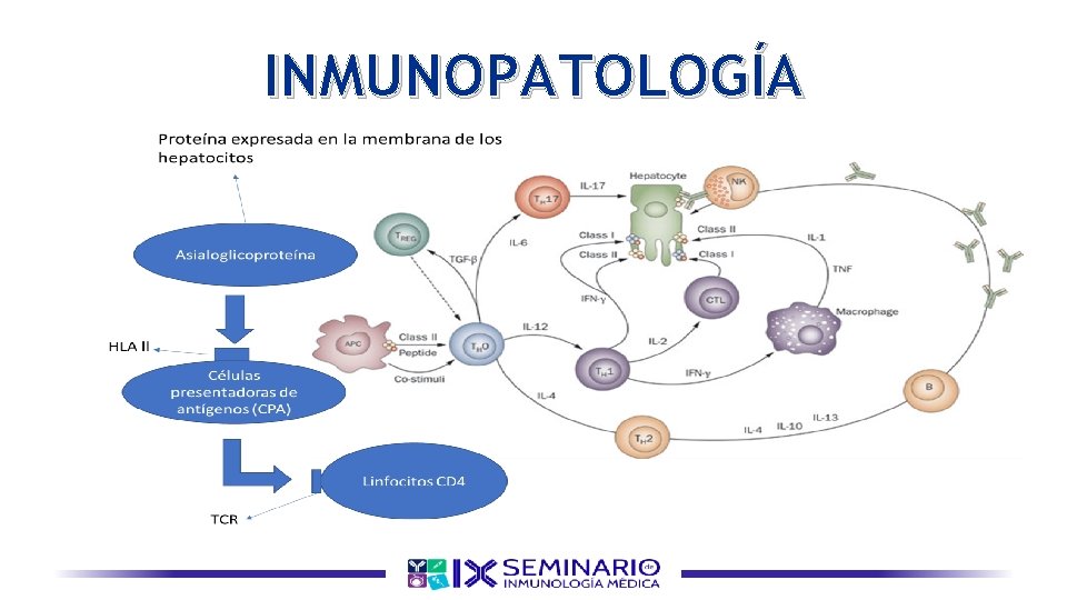 INMUNOPATOLOGÍA 