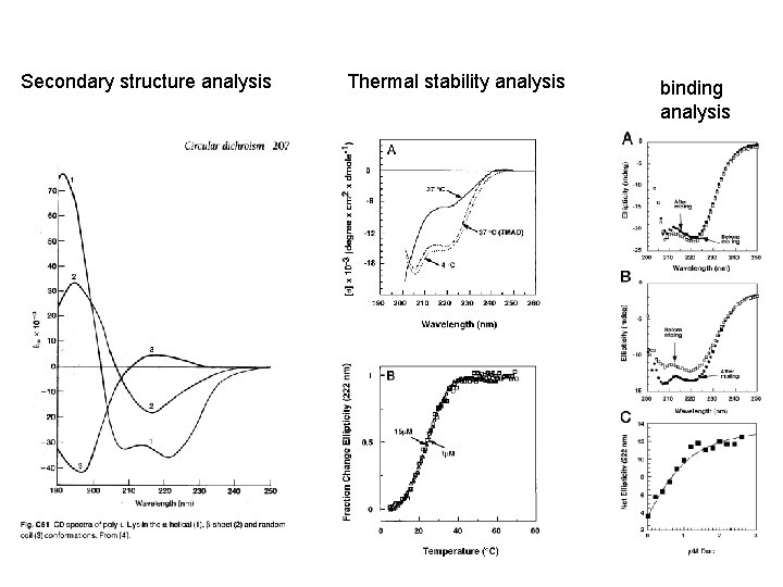 Secondary structure analysis Thermal stability analysis binding analysis 