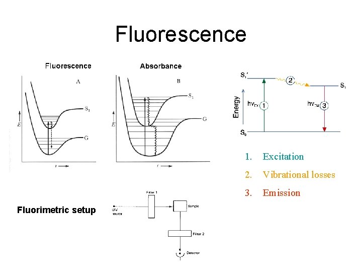 Fluorescence Fluorimetric setup 1. Excitation 2. Vibrational losses 3. Emission 