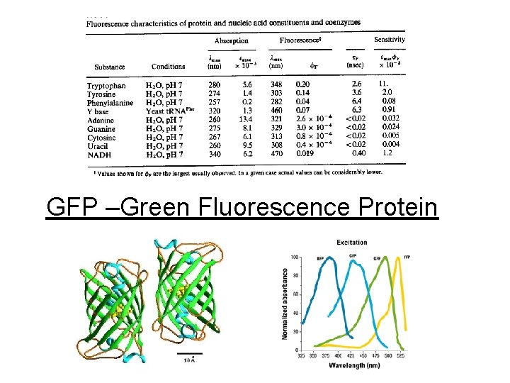 GFP –Green Fluorescence Protein 