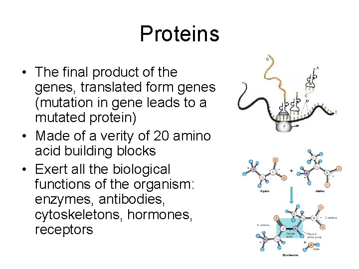 Proteins • The final product of the genes, translated form genes (mutation in gene