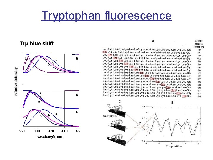 Tryptophan fluorescence Trp blue shift 