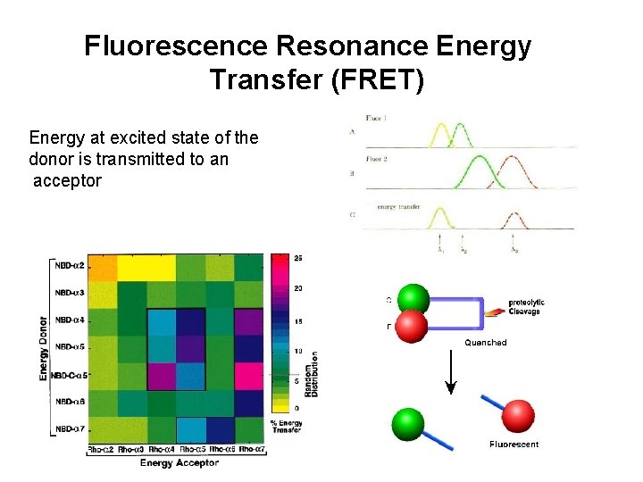 Fluorescence Resonance Energy Transfer (FRET) Energy at excited state of the donor is transmitted