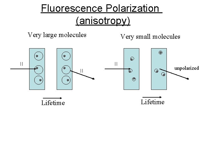 Fluorescence Polarization (anisotropy) Very large molecules Very small molecules unpolarized Lifetime 