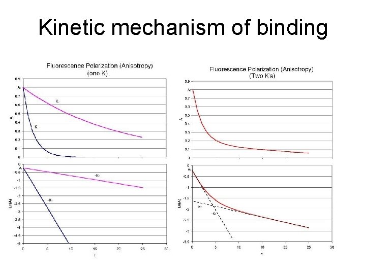 Kinetic mechanism of binding 