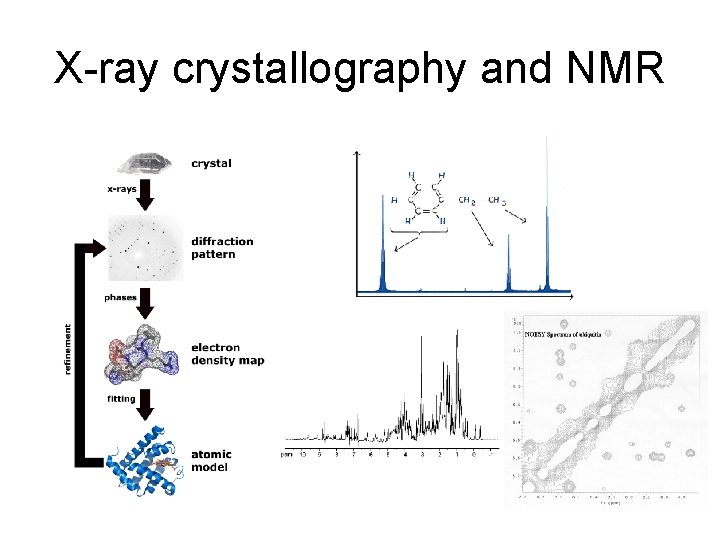 X-ray crystallography and NMR 