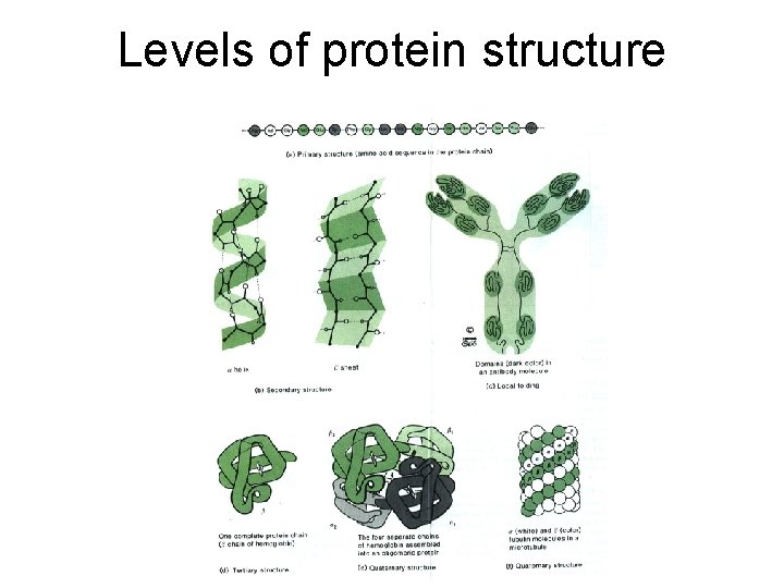 Levels of protein structure 