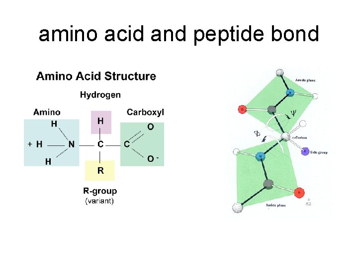 amino acid and peptide bond 