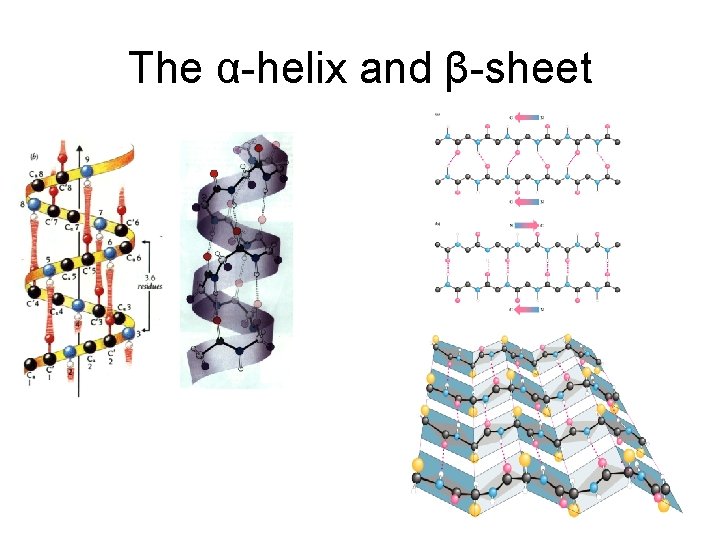 The α-helix and β-sheet 
