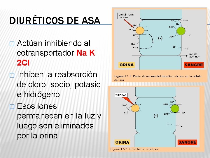 DIURÉTICOS DE ASA Actúan inhibiendo al cotransportador Na K 2 Cl � Inhiben la