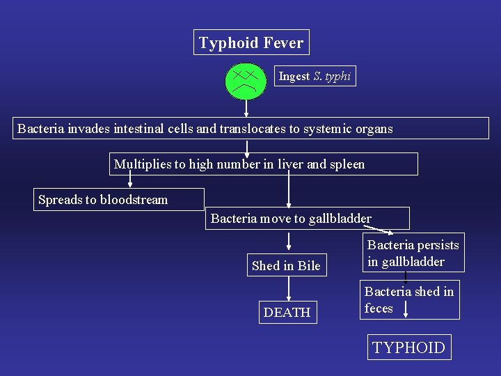 Typhoid Fever Ingest S. typhi Bacteria invades intestinal cells and translocates to systemic organs