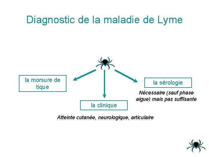 Diagnostic de la maladie de Lyme la morsure de tique la sérologie la clinique