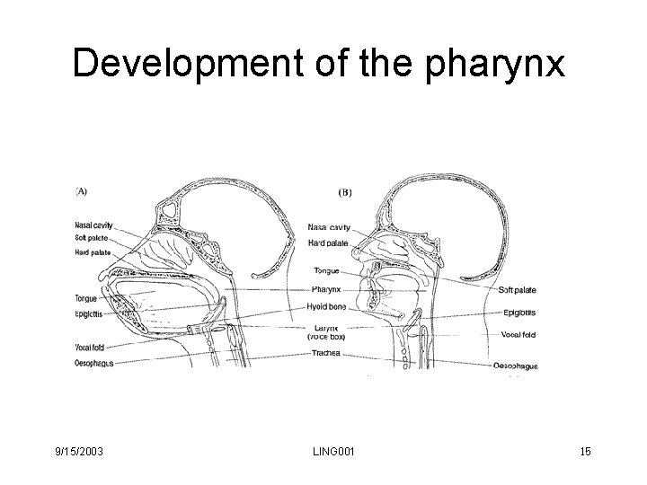 Development of the pharynx 9/15/2003 LING 001 15 Development of the pharynx 9/15/2003 LING 001 15