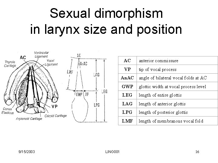 Sexual dimorphism in larynx size and position AC anterior commissure VP tip of vocal Sexual dimorphism in larynx size and position AC anterior commissure VP tip of vocal