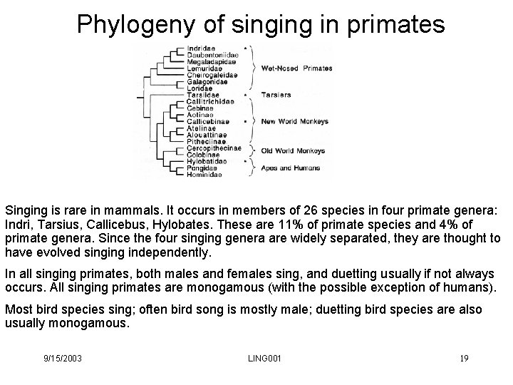 Phylogeny of singing in primates Singing is rare in mammals. It occurs in members Phylogeny of singing in primates Singing is rare in mammals. It occurs in members