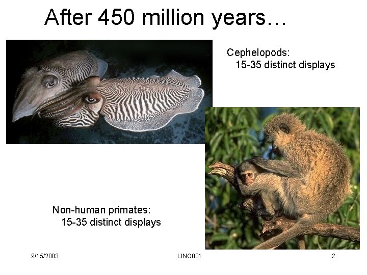 After 450 million years… Cephelopods: 15 -35 distinct displays Non-human primates: 15 -35 distinct After 450 million years… Cephelopods: 15 -35 distinct displays Non-human primates: 15 -35 distinct