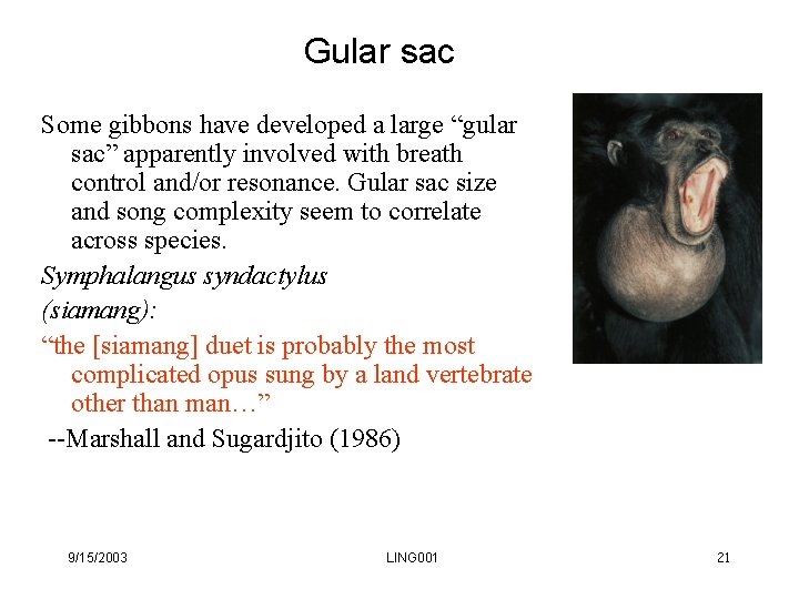 Gular sac Some gibbons have developed a large “gular sac” apparently involved with breath Gular sac Some gibbons have developed a large “gular sac” apparently involved with breath