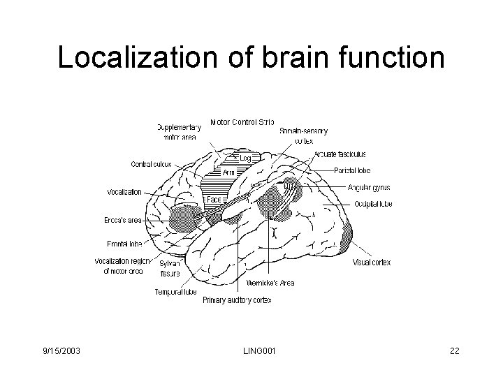 Localization of brain function 9/15/2003 LING 001 22 Localization of brain function 9/15/2003 LING 001 22